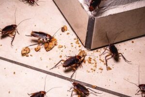 Преимущества профессионального уничтожения тараканов